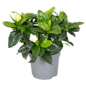 Gardenia jasminoides Gardenia Jasminoides 13cm
(6 Plants/Order)(13cmP 20cmH)