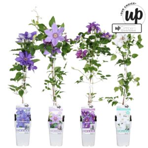 Clematis Clematis Big and Easy mix laag P15
(50 Plants/Order)(15cmP 65cmH)