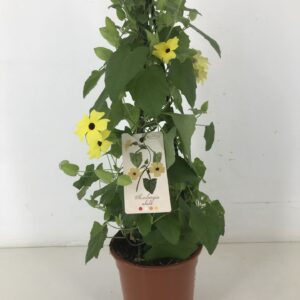 Thurnbergia Suzie Yellow with p19 Thunbergia yellow pyramid
(1 Plants/Order)(19cmP 70cmH)