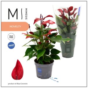 Anthurium Banderola Lava Mimesis Anthurium KARMA Lava - 12cm
(10 Plants/Order)(12cmP 45cmH)