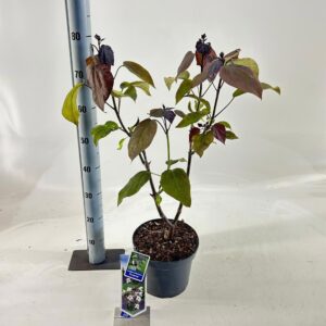 Catalpa Purpurea Catalpa erubescens 'Purpurea'
(1 Plants/Order)(23cmP 75cmH)