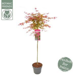 Acer palmatum Beni-maiko Acer palm. 'Beni-maiko'
(1 Plants/Order)(24cmP 150cmH)
