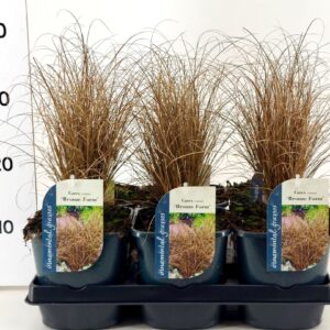 Carex comans Bronze Form Carex comans Bronze Form P17
(6 Plants/Order)(17cmP 30cmH)