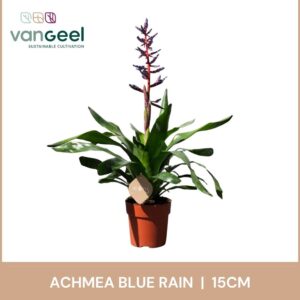 Aechmea Blue Rain Aechmea Blue Rain
(7 Plants/Order)(15cmP 75cmH)
