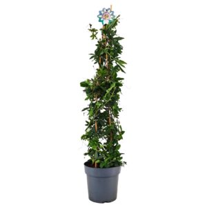 Passiflora Passiflora Caerulea piramide p21
(1 Plants/Order)(21cmP 110cmH)
