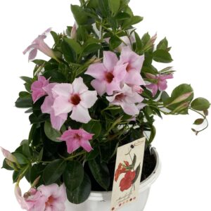 Mandevilla Sundaville Burgundy p27HW Man.Sundaville Cream pink hangpot white
(1 Plants/Order)(27cmP 25cmH)