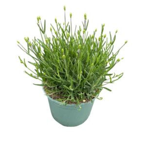 Lavandula angustifolia Hidcote Lavandula Angustifolia 'Hidcote' only Full CC
(1 Plants/Order)(17cmP 30cmH)