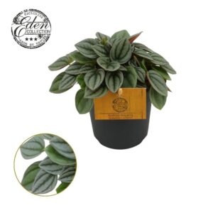 Peperomia Napoli Nights Peperomia Napoli Nights 10,5cm
(6 Plants/Order)(10.5cmP 15cmH)