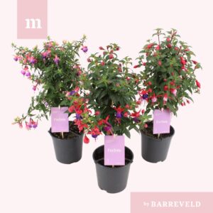 Fuchsia Fuchsia stam mix
(7 Plants/Order)(14cmP 50cmH)