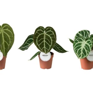 Anthurium Leaf Anthurium mix
(8 Plants/Order)(12cmP 20cmH)