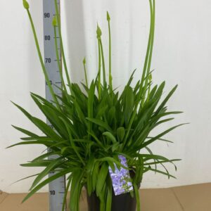 Agapanthus africanus Crystal Blue P25 Agapanthus africanus mix 5+ Ripsen per plant
(1 Plants/Order)(25cmP 65cmH)