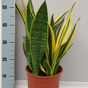 Sansevieria Sanseveria Goldflame 21cm
(1 Plants/Order)(21cmP 50cmH)