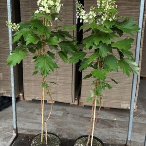 Hydrangea quercifolia Hydrangea Hovaria Quercifolia op stam
(9 Plants/Order)(29cmP 160cmH)