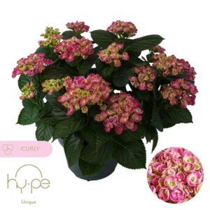 Hydrangea Hbacurl Hydrangea Curly Wurly Pink 10+ | Hy-pe Unique
(1 Plants/Order)(23cmP 45cmH)