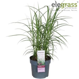 Miscanthus sinensis Ferner Osten Miscanthus sinensis 'Ferner Osten' P19
(1 Plants/Order)(19cmP 70cmH)