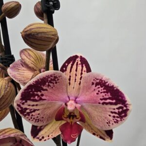 Phalaenopsis other Limited 37 Week 21
(10 Plants/Order)(12cmP 60cmH)