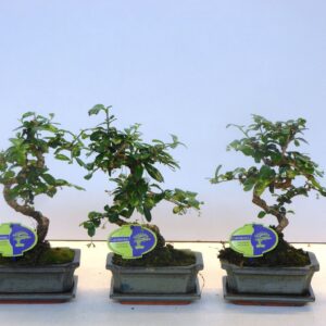 Bonsai Carmona macrophylla, 15cm., shape, with drip tray
(10 Plants/Order)(15cmP 30cmH)