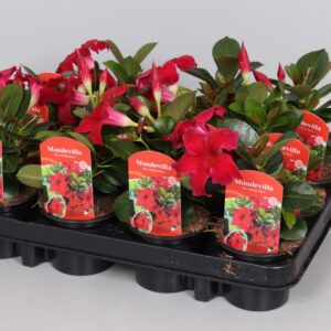 Mandevilla sanderi Rio Petite Red Mandevilla Rio Petite Red
(12 Plants/Order)(9cmP 25cmH)