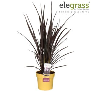 Phormium tenax Phormium 'Rubra Nana' P19
(1 Plants/Order)(19cmP 65cmH)