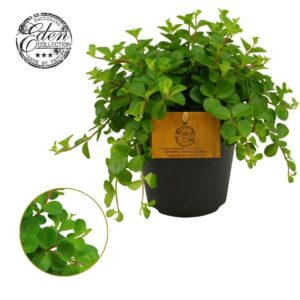 Peperomia rotundifolia Peperomia Rotundifolia 12cm
(8 Plants/Order)(12cmP 20cmH)