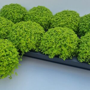 Soleirolia green 7 Soleirolia
(8 Plants/Order)(11cmP 15cmH)