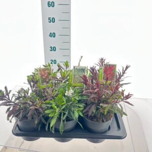 Gaura Gaura Gambit mix (minimum order one layer)
(1 Plants/Order)(17cmP 25cmH)