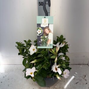 Mandevilla Sundaville White Mandevilla White Hangpot P25
(1 Plants/Order)(25cmP 50cmH)