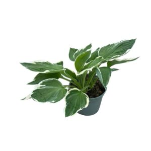 Hosta other Hosta White-Green
(1 Plants/Order)(19cmP 30cmH)