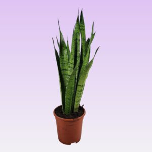 Sansevieria zeylanica Sansevieria zeylanica 65cm
(6 Plants/Order)(17cmP 65cmH)