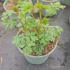 Dicentra spectabilis Dicentra Spectabilis 'Pink'
(1 Plants/Order)(17cmP 40cmH)