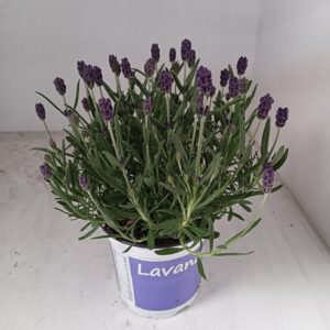 Lavandula angustifolia Hidcote Lavendel Lavandula Hidcote blue blue
(8 Plants/Order)(12cmP 25cmH)