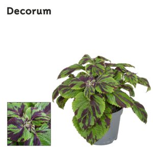 Coleus Tiger Coleus Tiger 13cm Decorum
(6 Plants/Order)(13cmP 20cmH)