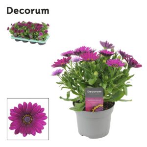 Osteospermum Tradewinds Deep Purple Osteospermum Deep Purple Decorum
(8 Plants/Order)(12cmP 25cmH)