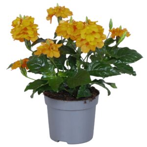 Crossandra Fortuna Crossandra Fortuna 13 Cm
(6 Plants/Order)(13cmP 20cmH)