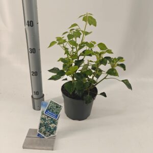 Hedera helix Hedera helix 'Arborescens'
(1 Plants/Order)(17cmP 35cmH)