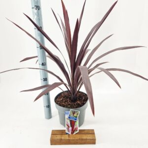 Cordyline Superstar Cordyline obtecta Superstar ('Albatross'PBR)
(1 Plants/Order)(23cmP 70cmH)