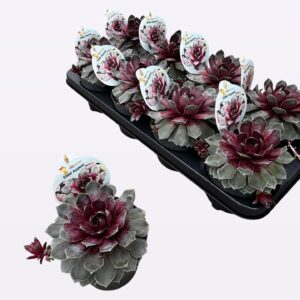 Sempervivum Chick Charms "Steel appeal"
(8 Plants/Order)(12cmP 15cmH)