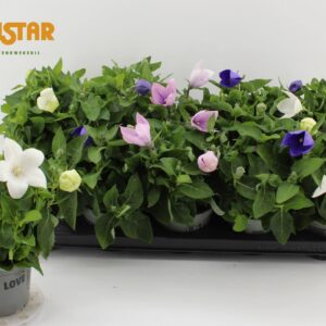 Platycodon grandiflorus mixed Platycodon 12cm astra mix
(10 Plants/Order)(12cmP 30cmH)