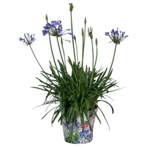 Agapanthus Summer Love Blue Nolina Agapanthus Ø 24 cm. Summer LoveTM Blue
(14 Plants/Order)(24cmP 80cmH)