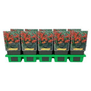 Crocosmia Emily Mckenzie Crocosmia 'Emily McKenzie' P11
(10 Plants/Order)(11cmP 25cmH)