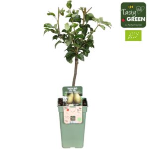 Pyrus Conference Pyrus communis 'Conference' Bio P19
(6 Plants/Order)(19cmP 60cmH)