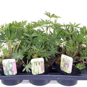 Lupinus Gallery Lupinus Gallery mix
(6 Plants/Order)(17cmP 50cmH)