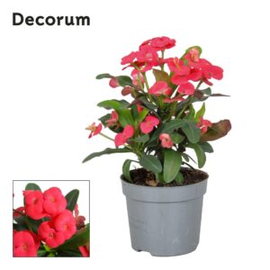 Euphorbia Maxi Olympia Euphorbia Milii Olympia Decorum
(6 Plants/Order)(13cmP 15cmH)