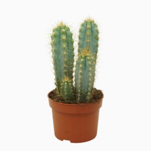 Pilosocereus pachycladus Pilosocereus azureus 10,5 cm
(10 Plants/Order)(10.5cmP 15cmH)
