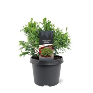 Chamaecyparis obtusa Chamaecyparis obtusa 'Brigitte'
(1 Plants/Order)(19cmP 25cmH)
