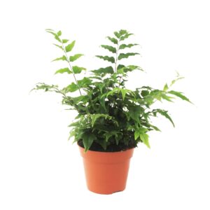 Cyrtomium fortunei Cyrtomium Fortunei (Winterhard)
(6 Plants/Order)(17cmP 40cmH)