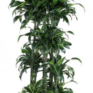 Dracaena Dorado Dracaena Dorado 150-carrousel
(1 Plants/Order)(40cmP 200cmH)