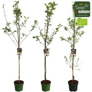 fruit trees other Bio fruit trees halfstammen mix CC P27
(20 Plants/Order)(27cmP 220cmH)