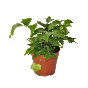 Cyrtomium falcatum Cyrtomium Falcatum (Winterhard)
(10 Plants/Order)(12cmP 30cmH)