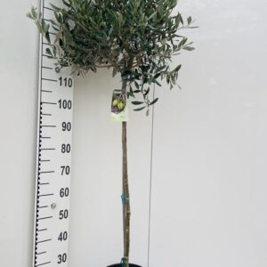 Olea europaea Olea europaea on stem
(1 Plants/Order)(25cmP 160cmH)